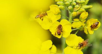 按蜜蜂的种类来区分蜂蜜的种类