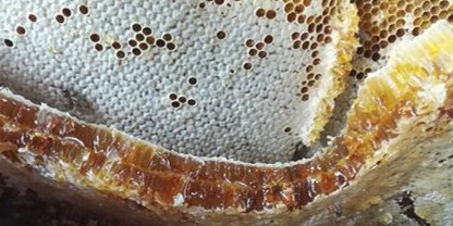蜂巢蜜、蜂巢蜜的作用与功效