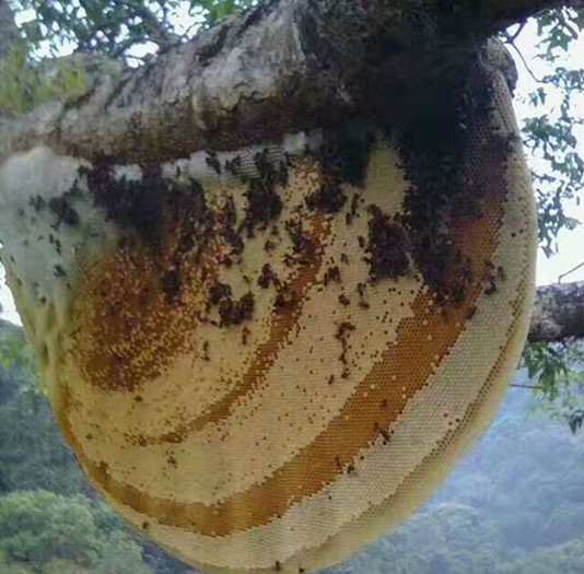 野生大排蜂蜜
