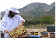 蜂巢蜜的种类有哪些？